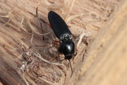 Réf. 201 514 : Cardiophorus sp.